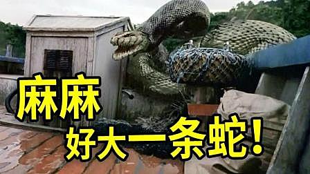 科学家进入原始丛林寻找血兰花 惨遭超级巨蟒袭击《狂蟒之灾2》
